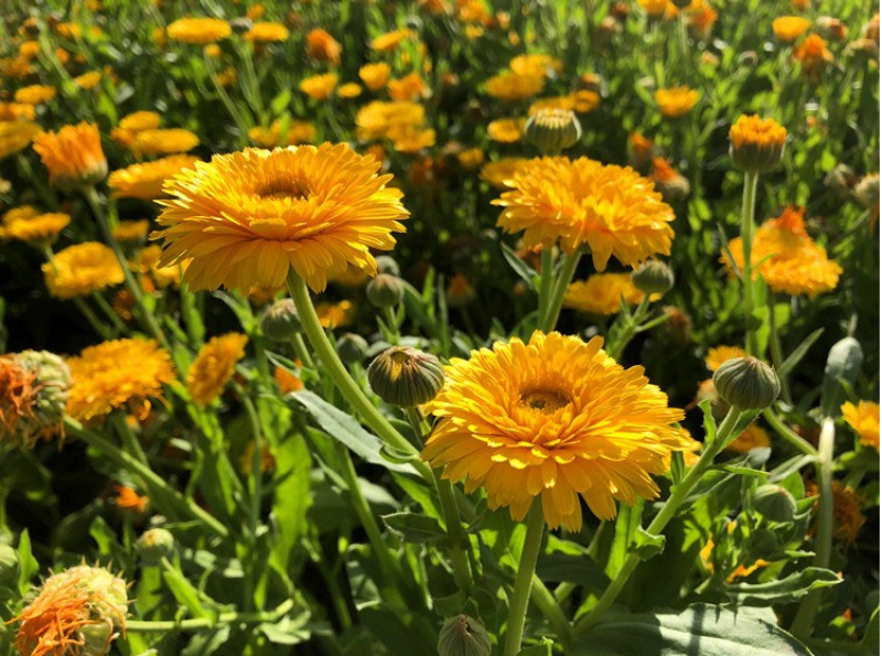金盏菊种子长生菊四季易种易活阳台庭院景观绿化花海盆栽耐寒