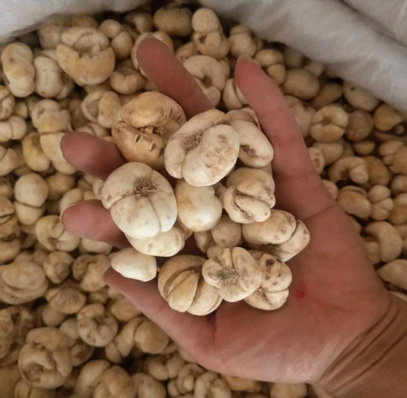 振兴药材批发供应浙贝个规格齐全产地直供一手货源全国发货