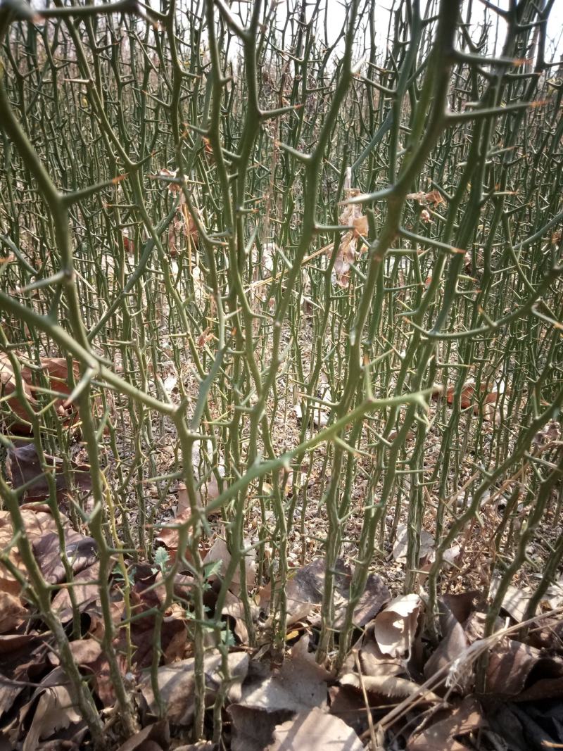 枸橘苗20--40cm，根系发达，成活率高