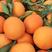 伦晚橙子，纽荷尔，长虹，中华红血橙，九月红果冻橙树上鲜果
