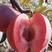 【推荐现起苗】红肉苹果苗、8月中旬成熟单果重250克左右