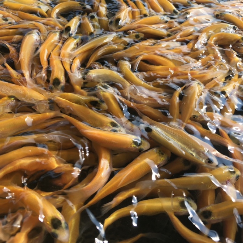 【草鱼苗】黄金草鱼苗俄罗斯草鱼苗规格品种齐全欢迎来电