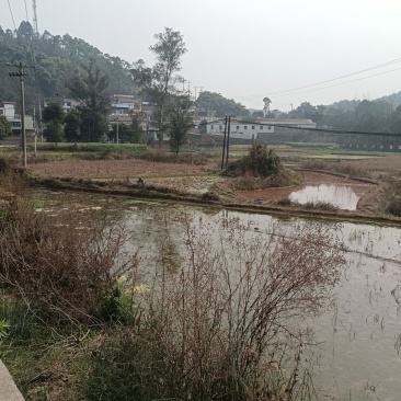 100亩水田流转，土地租金350亩每年，地势平整