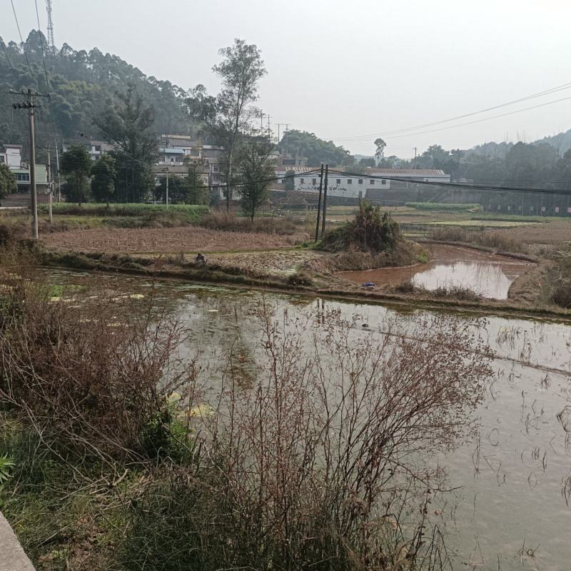 100亩水田流转，土地租金350亩每年，地势平整