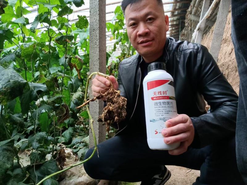 【包邮】根结线虫专用药无线时(全面替代噻唑膦和阿维菌素)