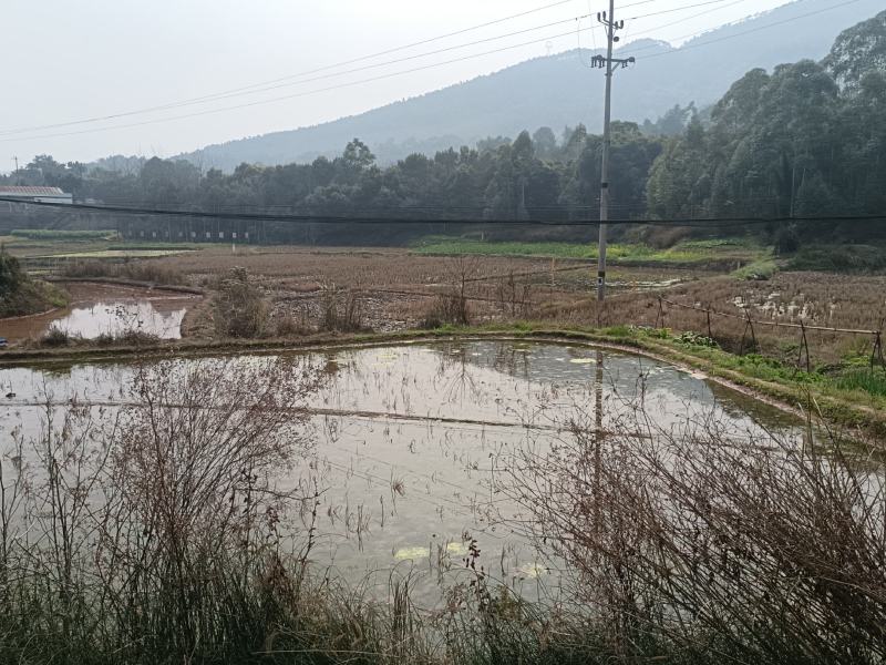 100亩水田流转，土地租金350亩每年，地势平整