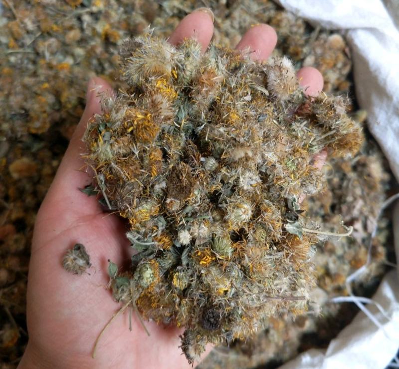 振兴药材批发供应旋覆花产地直供一手货源全国发