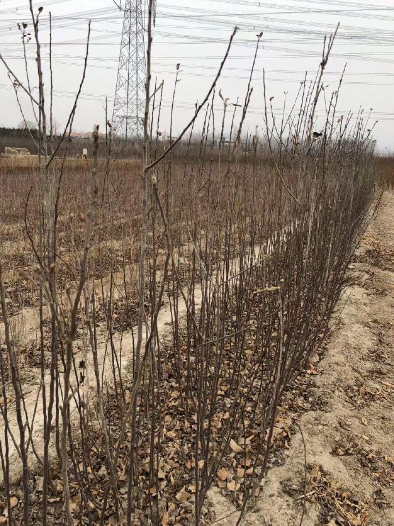 推荐热卖【纯红富士苹果苗】品种优良有质量，价格优势