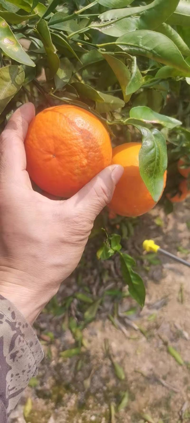 优质沃柑，个大皮薄水分足甜度高，无渣卖相好硬度高