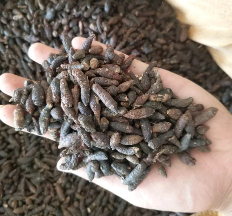 香附个振兴药材批发供应香附个常年大货批发