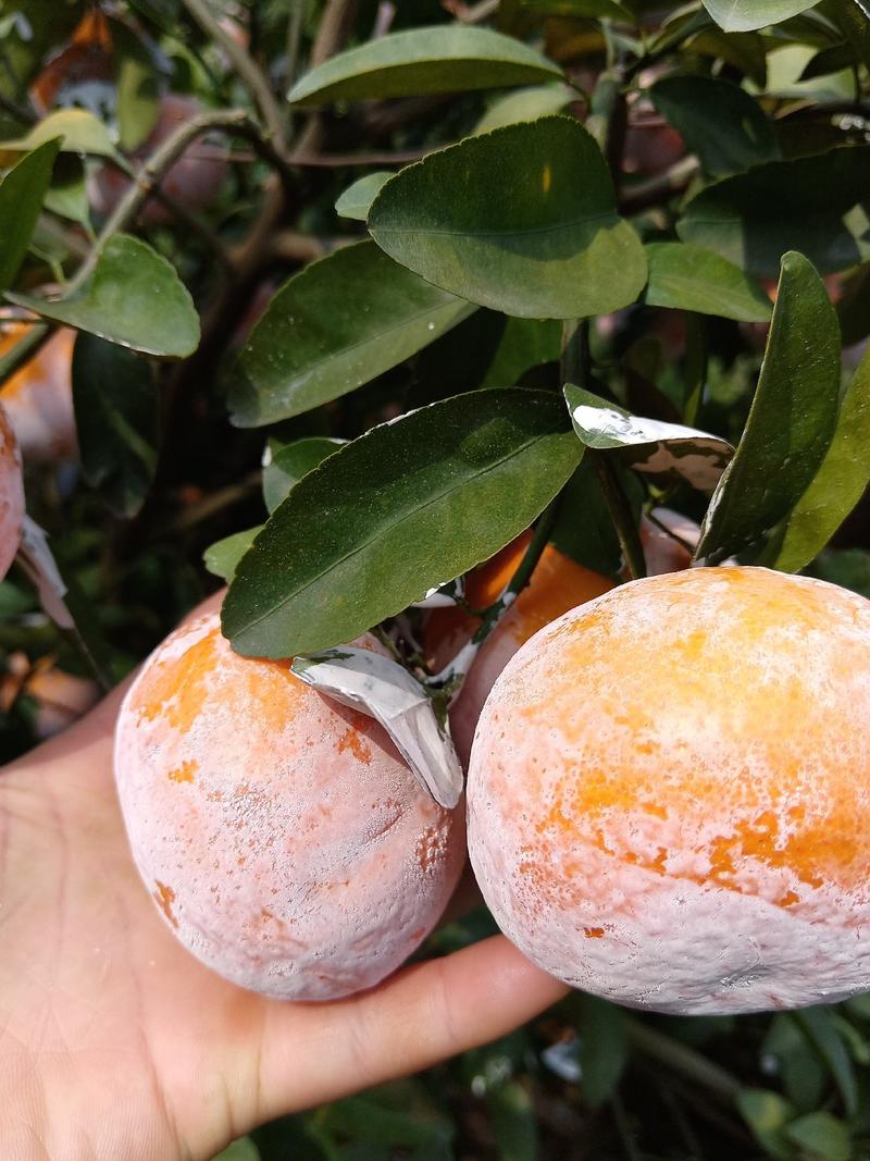 现摘广西茂谷柑扶绥脏脏柑皮薄纯甜橘子大果大量有货，