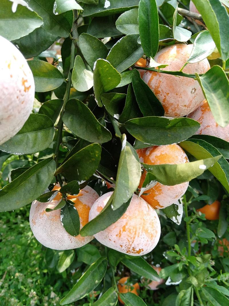 现摘广西茂谷柑扶绥脏脏柑皮薄纯甜橘子大果大量有货，