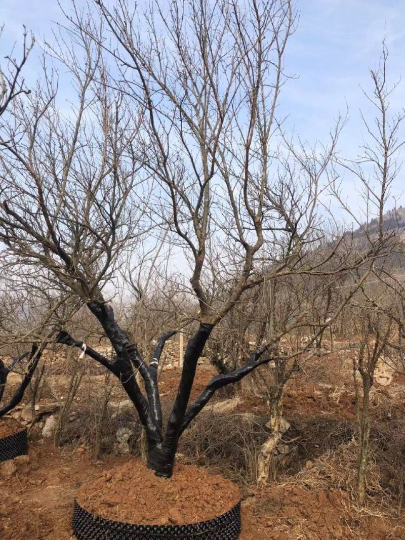 大丛生石榴树