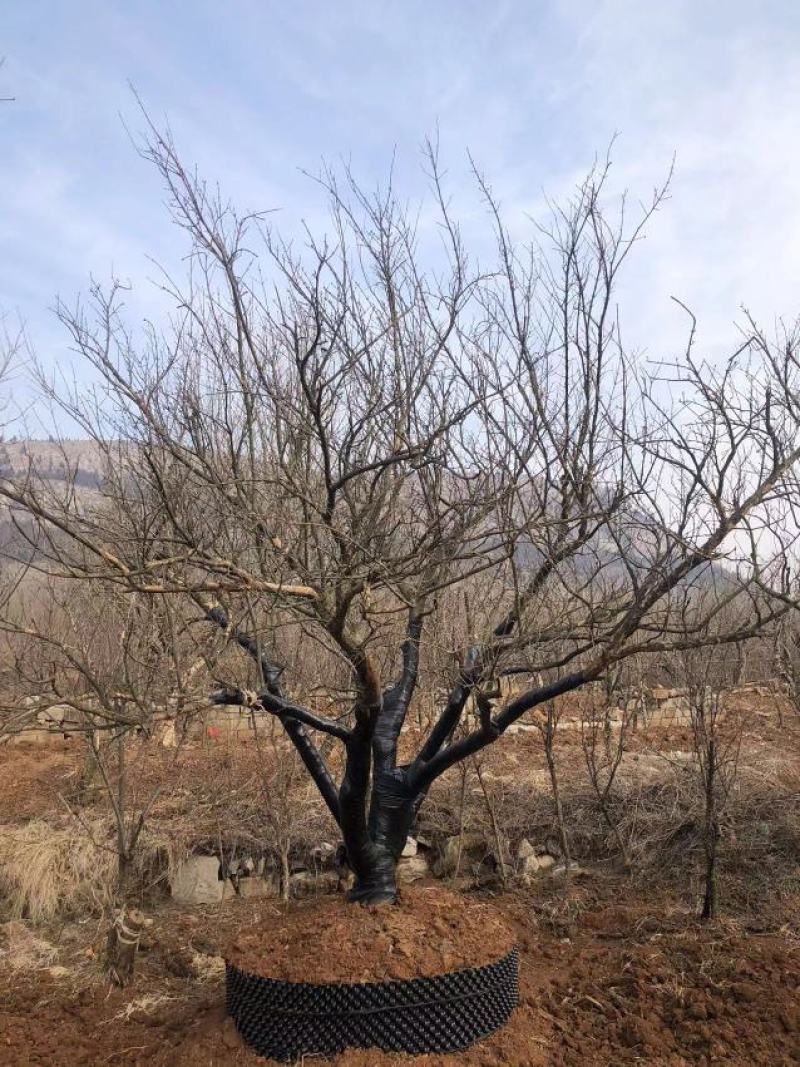 大丛生石榴树