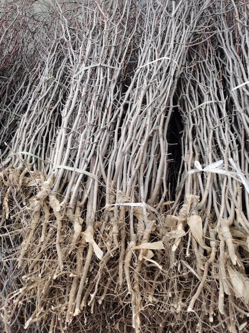 【保湿邮寄】沾化冬枣树苗品种优良自家苗圃基地大量供货