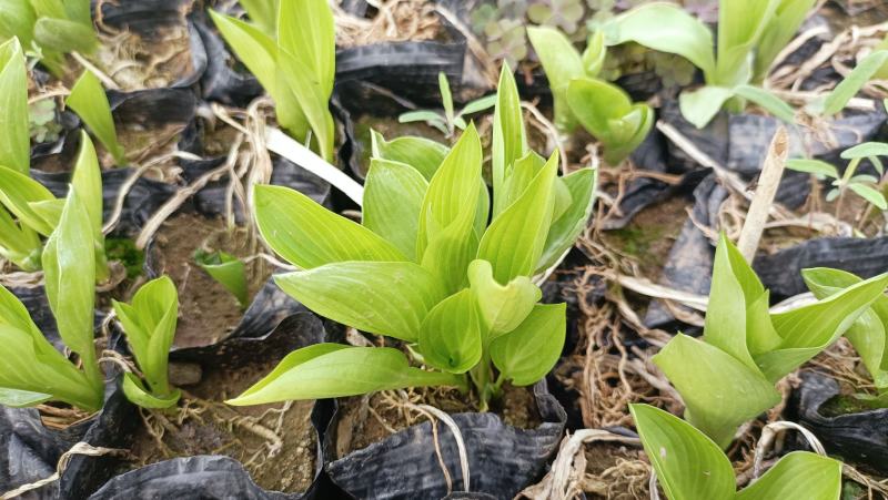 紫玉簪工程苗，紫萼花小苗200万棵，基地现货