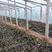 紫玉簪工程苗，紫萼花小苗200万棵，基地现货