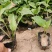 紫玉簪工程苗，紫萼花小苗200万棵，基地现货