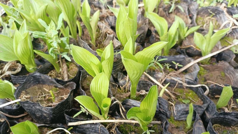 紫玉簪工程苗，紫萼花小苗200万棵，基地现货