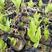 紫玉簪工程苗，紫萼花小苗200万棵，基地现货