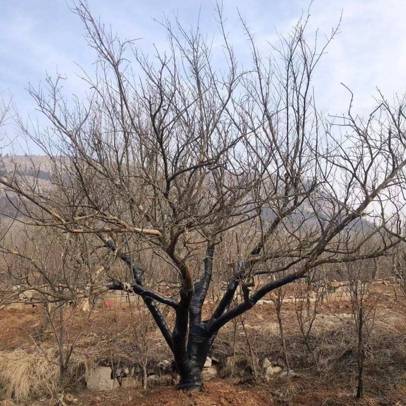 大丛生石榴树