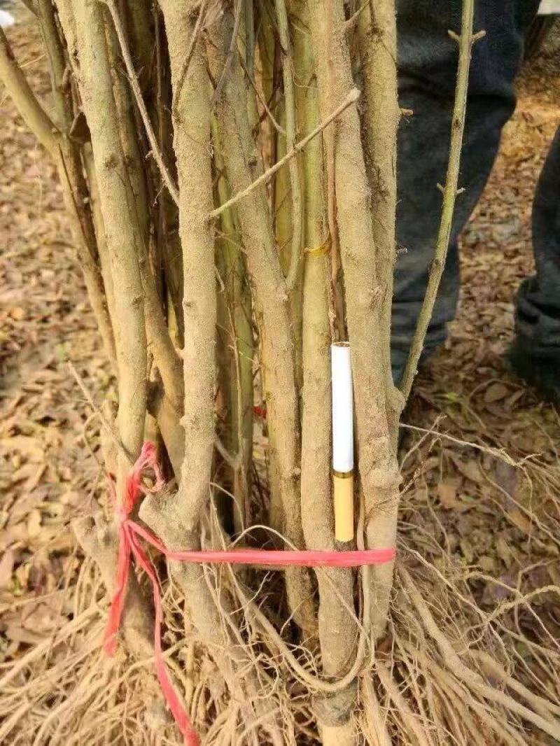 黑籽石榴苗品种纯正欢迎全国客户前来订购