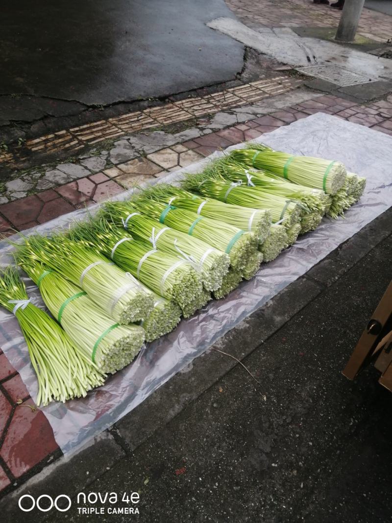 优质蒜苔上市了