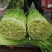 优质蒜苔上市了