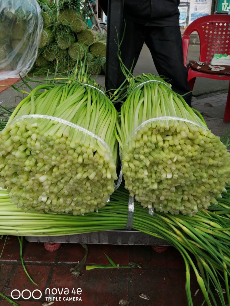 优质蒜苔上市了