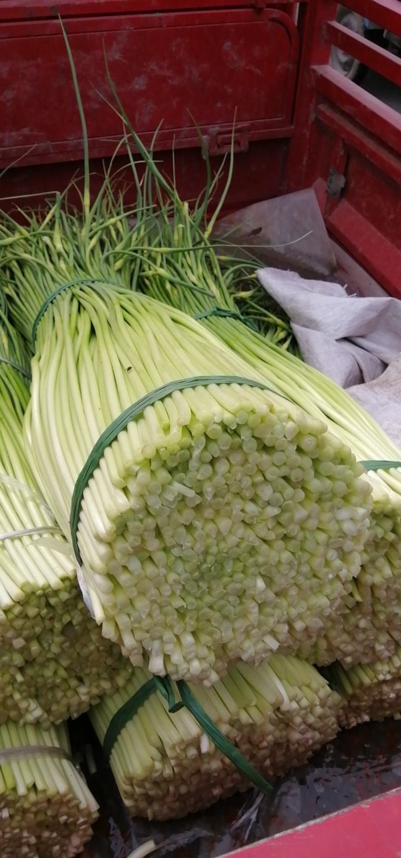 优质蒜苔上市了