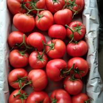 硬粉西红柿全国精品货果形圓，口感好，耐運輸