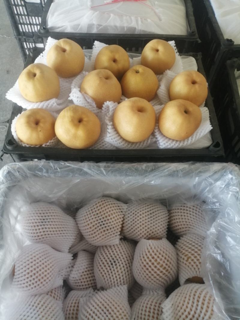 晚秋黄梨，筐装30斤，量大