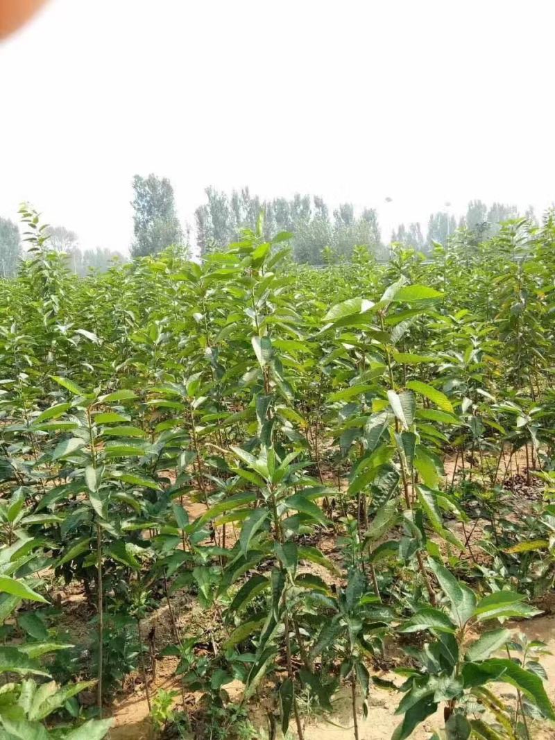 【推荐精品果苗】车厘子苗，品种优良免费提供种植技术