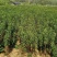 【推荐精品果苗】车厘子苗，品种优良免费提供种植技术