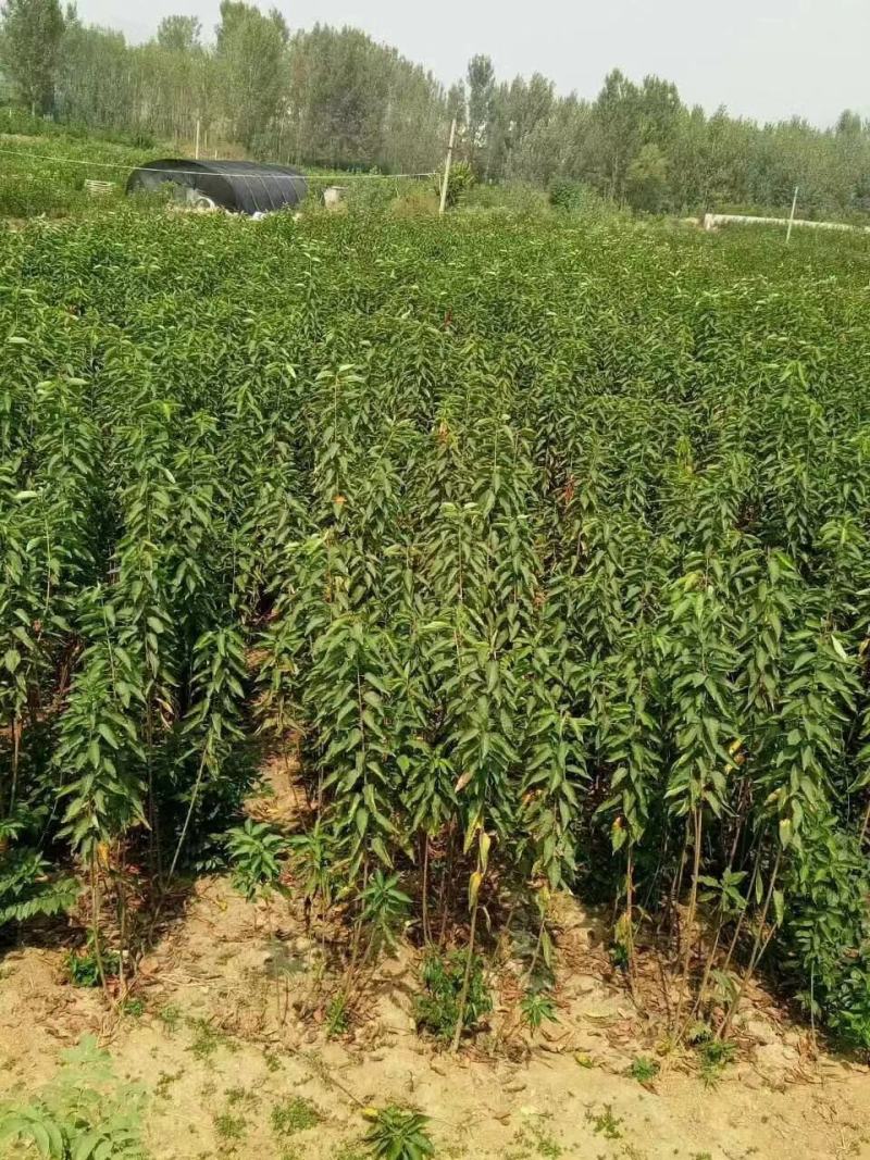 【推荐精品果苗】车厘子苗，品种优良免费提供种植技术
