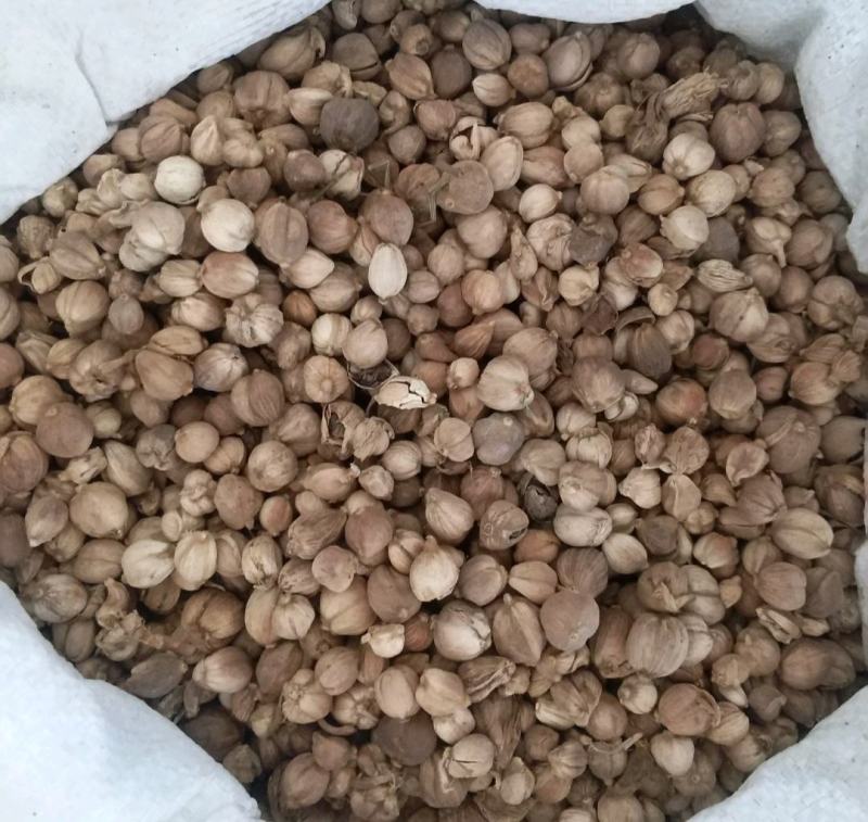 振兴药材批发供应白豆蔻规格齐全产地直供