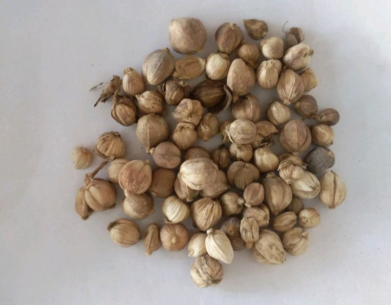 振兴药材批发供应白豆蔻规格齐全产地直供
