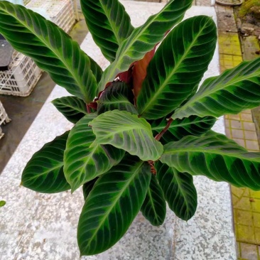 基地直供竹芋紫背天鹅绒竹芋金梦卧花锦叶葡萄
