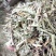 厂家直销花生秧羊草优质花生秧草段2-3公分过筛无土无霉变