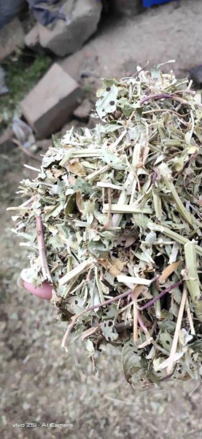厂家直销花生秧羊草优质花生秧草段2-3公分过筛无土无霉变