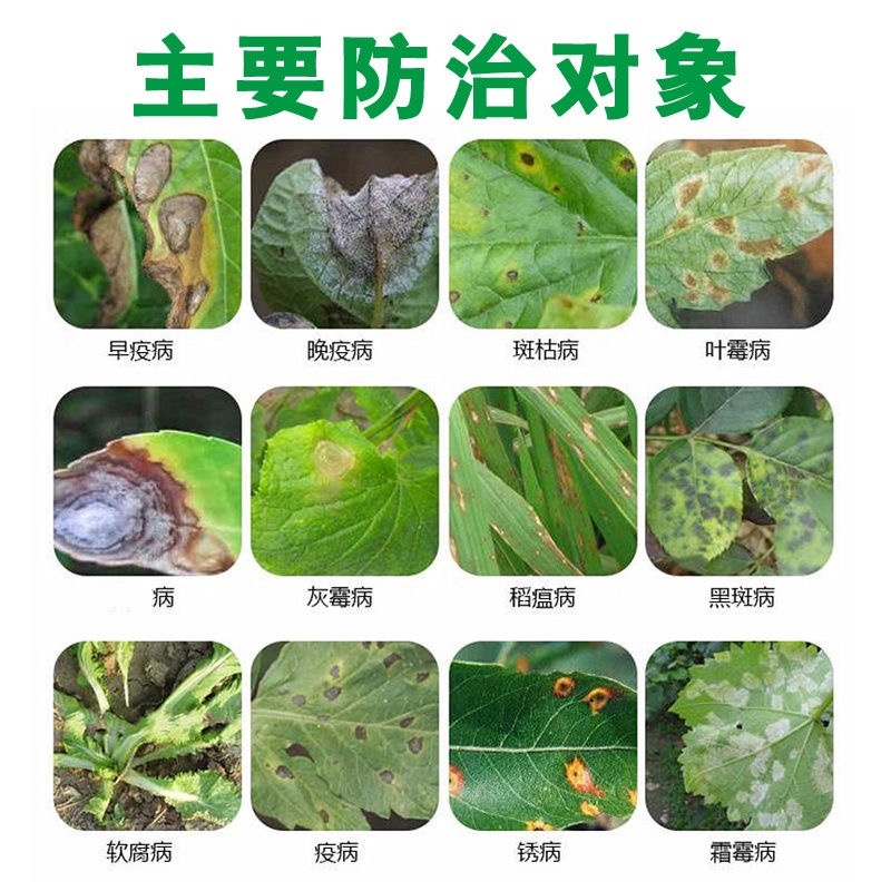 百菌清蓝粉果树蔬菜白粉病霜霉病叶斑病真菌病害