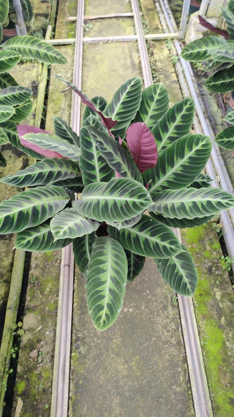 基地直供竹芋紫背天鹅绒竹芋金梦卧花锦叶葡萄