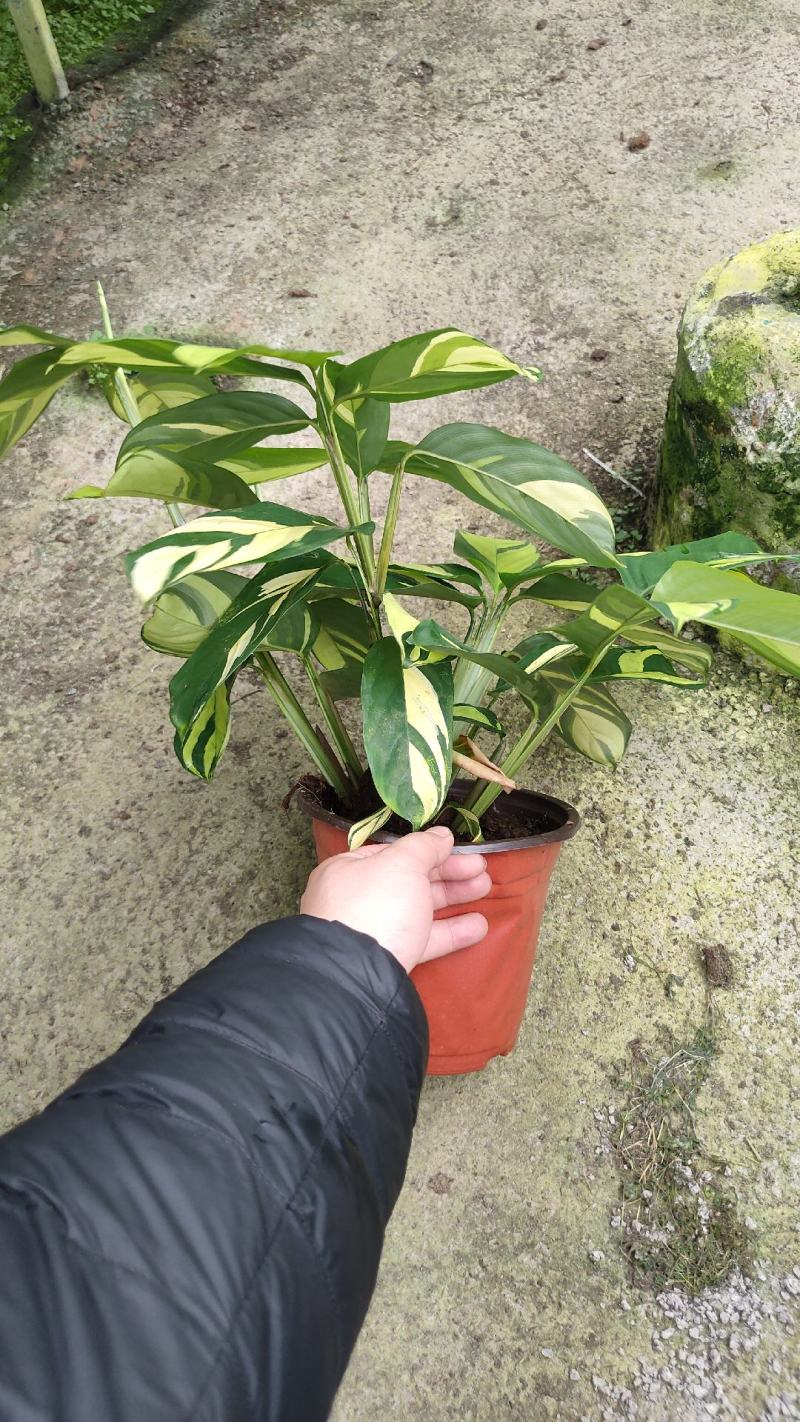 基地直供竹芋紫背天鹅绒竹芋金梦卧花锦叶葡萄