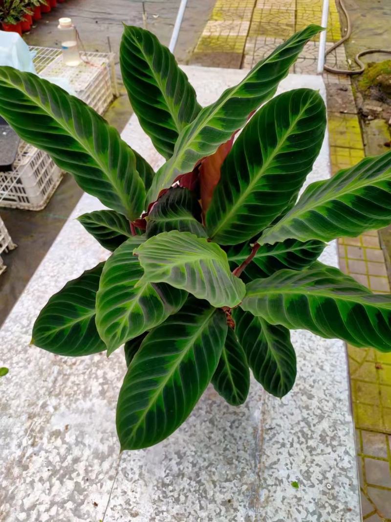 基地直供竹芋紫背天鹅绒竹芋金梦卧花锦叶葡萄