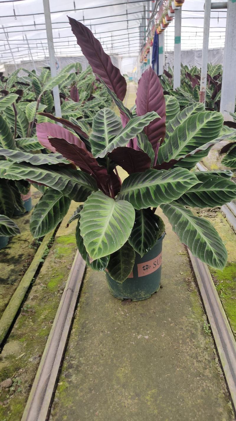 基地直供竹芋紫背天鹅绒竹芋金梦卧花锦叶葡萄