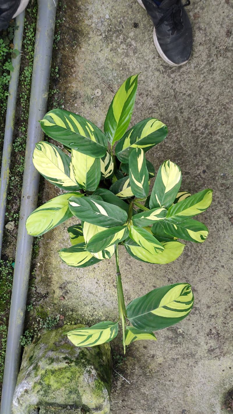 基地直供竹芋紫背天鹅绒竹芋金梦卧花锦叶葡萄