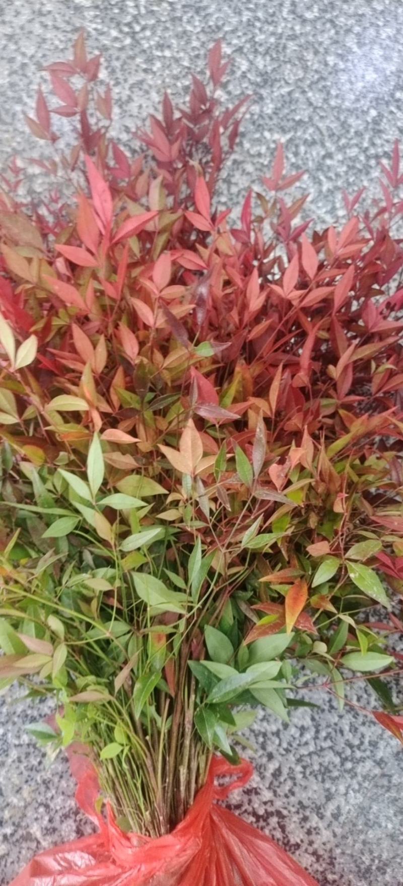 南天竹南天竹苗南天竹小苗南天竹树苗南天竹工程苗
