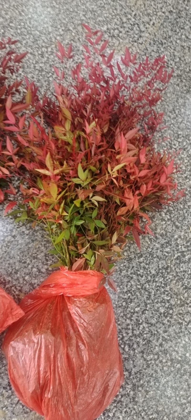 南天竹南天竹苗南天竹小苗南天竹树苗南天竹工程苗