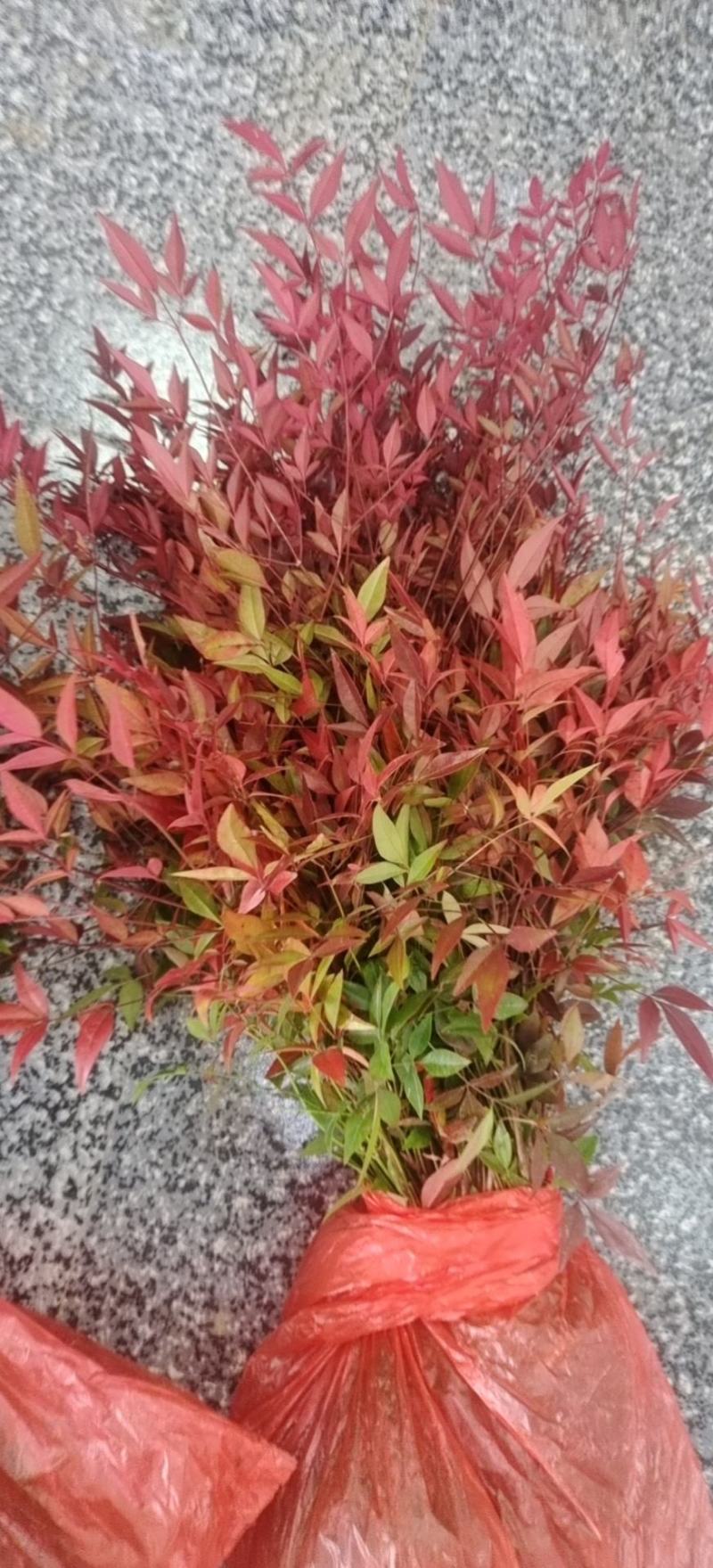 南天竹南天竹苗南天竹小苗南天竹树苗南天竹工程苗