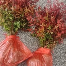 南天竹南天竹苗南天竹小苗南天竹树苗南天竹工程苗